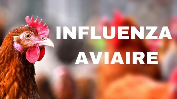 photographie d'une poule et écriture : Influenza aviaire